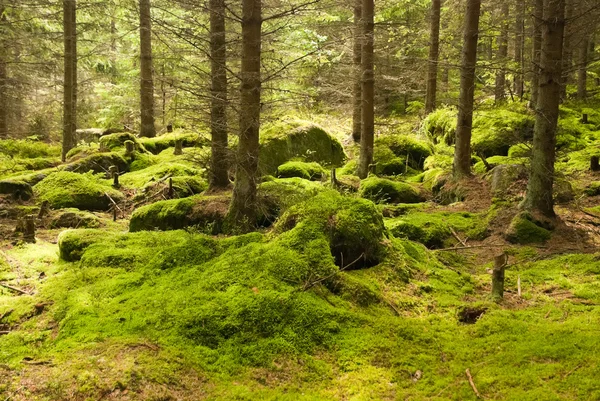 El bosque primitivo — Foto de Stock