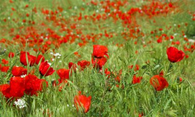 dağlar poppies Türkmenistan