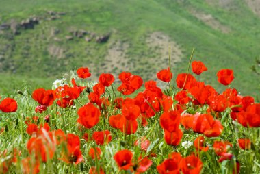 dağlar poppies Türkmenistan