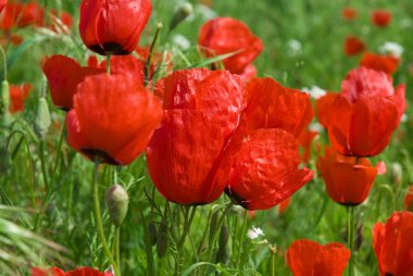 dağlar poppies Türkmenistan