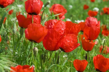 dağlar poppies Türkmenistan