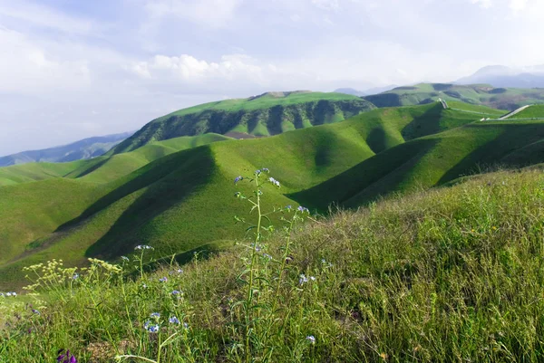 土库曼斯坦山脉的背景上的蓝色野生花卉。 — 图库照片