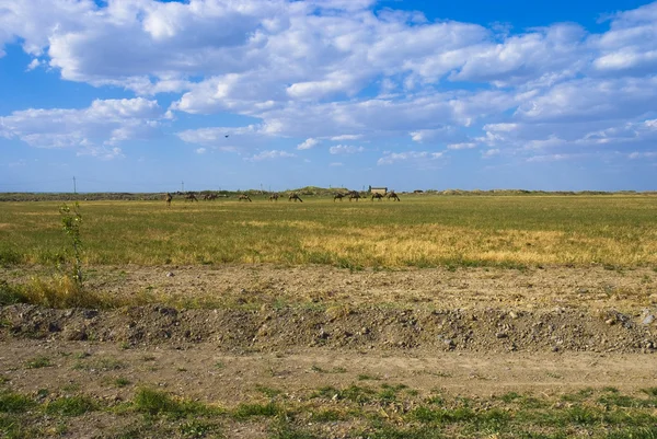 stock image Camels on the pasture in Turkmenistan