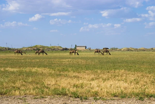 骆驼在土库曼斯坦在牧场上 — 图库照片