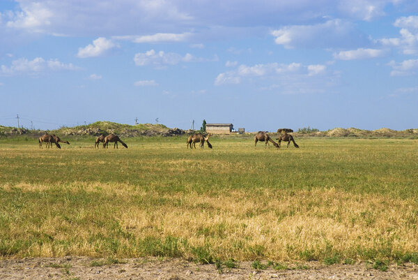 Camels on the pasture in Turkmenistan