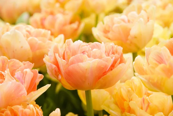 Wiele z orange tulipany — Zdjęcie stockowe