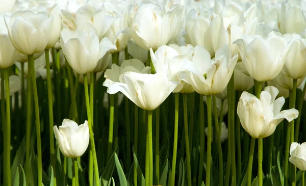 stock image White tulips