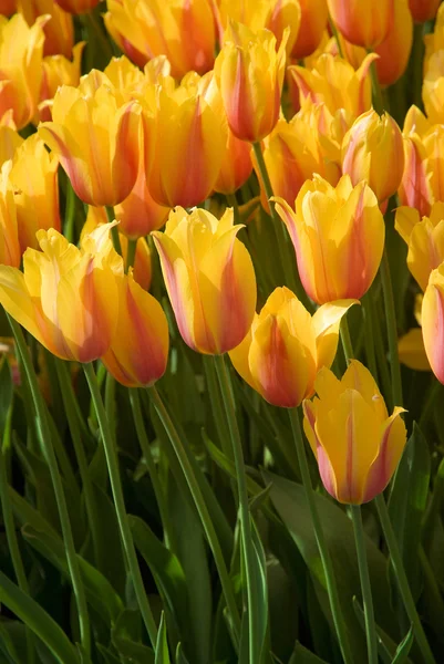 stock image Many yellow tulips