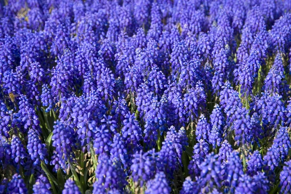 Muchas de las flores azules de uva Jacinto Muscari en el jardín —  Fotos de Stock