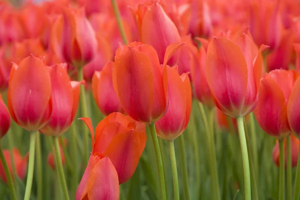 stock image Many red tulips