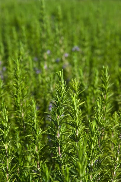 stock image Fresh rosemary in the garden