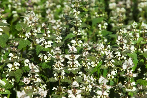 Many wild white plants — Stock Photo, Image