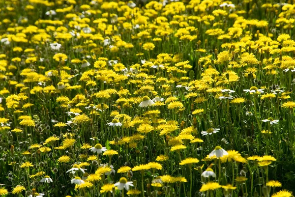 Wiele żółte kwiaty — Zdjęcie stockowe
