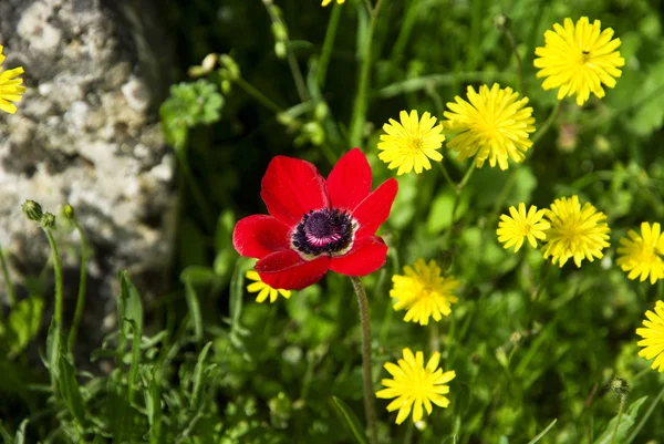 Rojo con flores silvestres amarillas — Foto de Stock