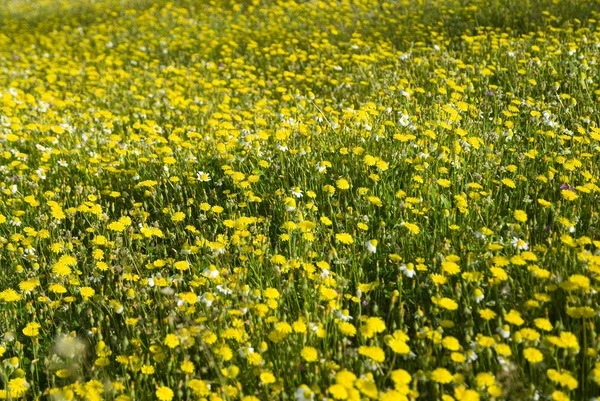 Många gula blommor — Stockfoto