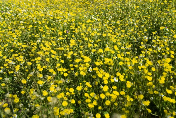 Muitas flores amarelas — Fotografia de Stock