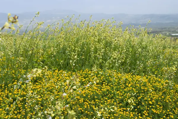 Many yellow flowers — Stock Photo, Image