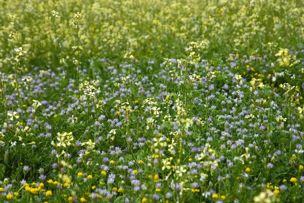 Many yellow white and blue flowers — Stock Photo, Image