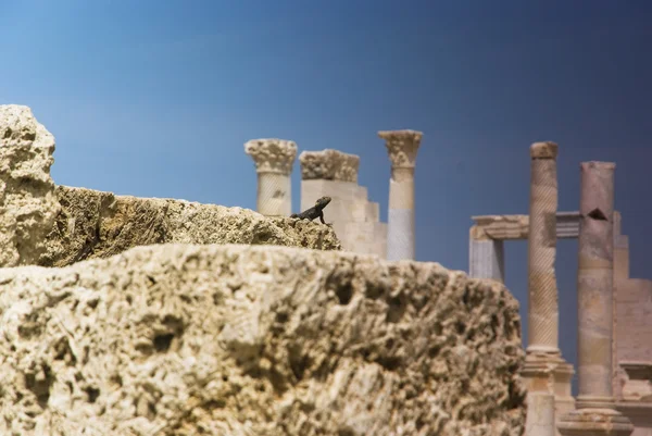 Hagedis op een achtergrond van oude ruïnes van een laodicea, in Turkije. — Stockfoto