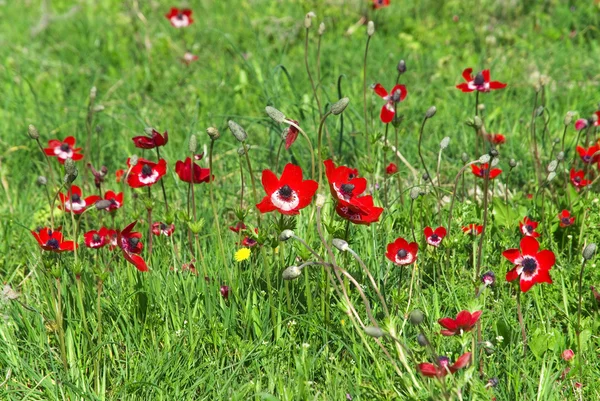 Muchas flores rojas silvestres en el prado — Foto de Stock