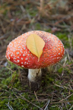 Wild red mushroom clipart