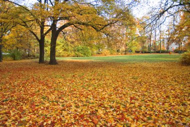 Polonya Autumn park