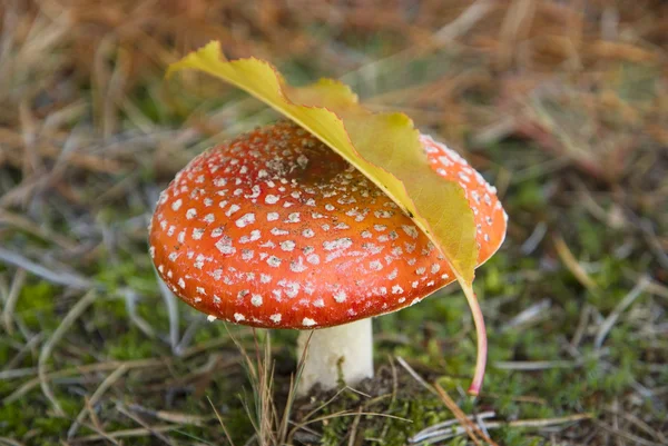 Amanita poisonous mushroom — Stock Photo © ikostudio #4940479