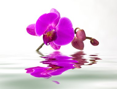 beyaz zemin üzerine su yansıması ile mor orkide