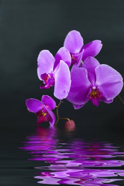 su siyah arka plan yansıması ile mor orkide