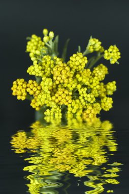 Immortelle in water with reflection on black background clipart