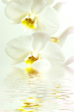 White orchid in water with reflection on white background clipart