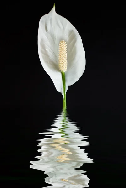 Antúrio branco com a reflexão na água sobre um fundo preto — Fotografia de Stock