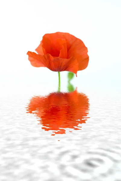 Amapola roja con un reflejo en el agua sobre un fondo blanco — Foto de Stock