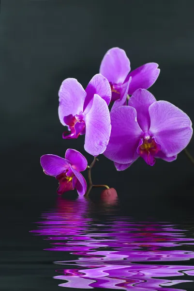 黒の背景に反射と水で紫色の蘭 — ストック写真