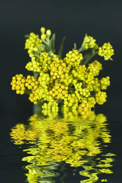 EVIGHETSBLOMMA i vatten med reflektion på svart bakgrund — Stockfoto