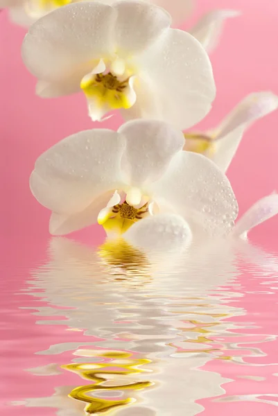 Biała orchidea w wodzie z odbiciem na różowym tle — Zdjęcie stockowe