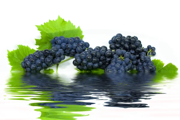 Fresh black grapes with leaves in water with reflection on white — Stock Photo, Image