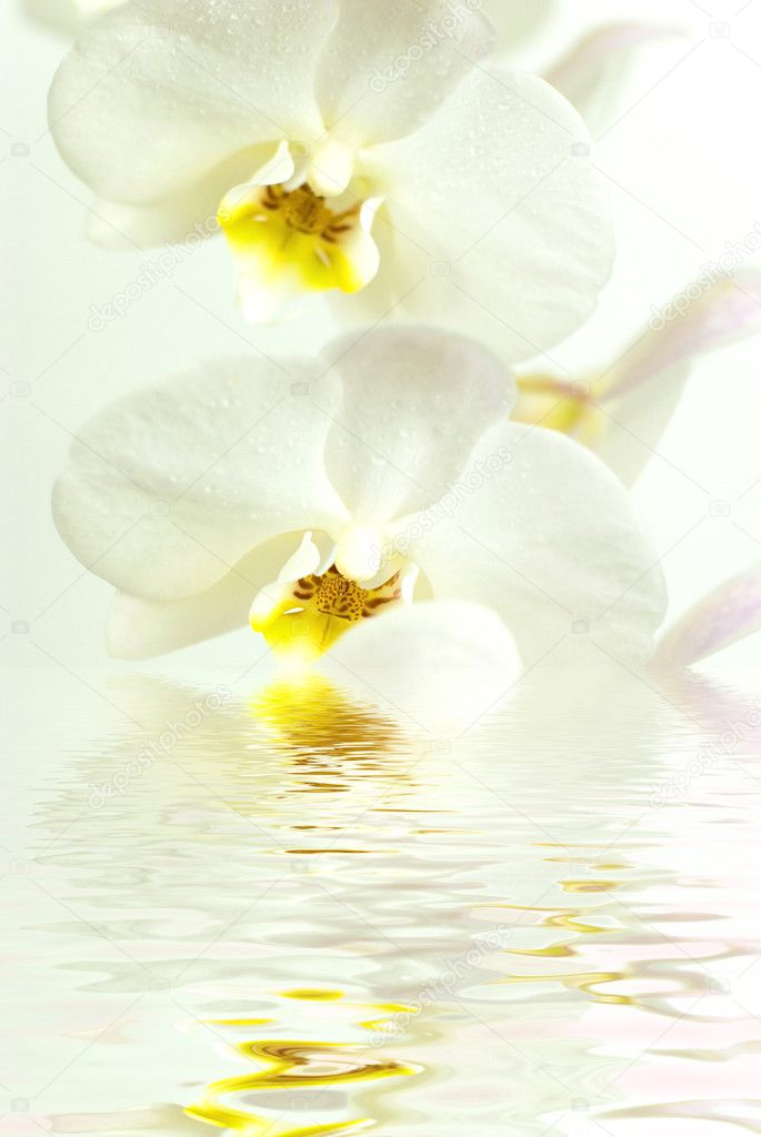 White orchid in water with reflection on white background