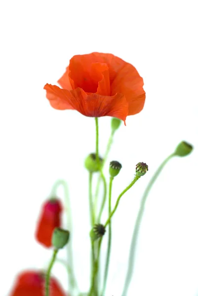 Red poppies on a white background — Stock Photo, Image