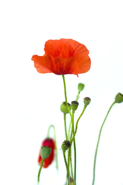 白色背景上的红罂粟 — 图库照片