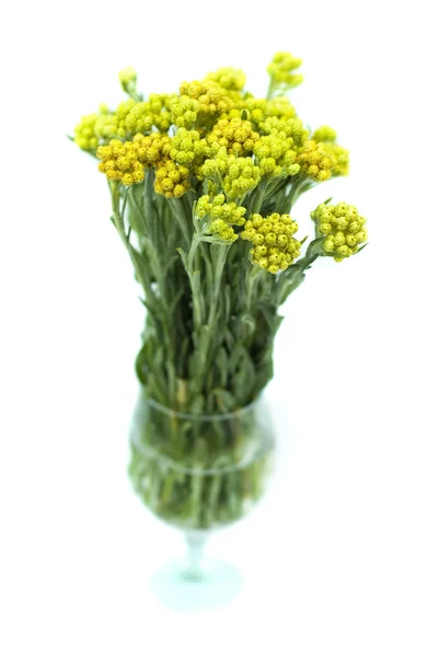 Immortelle (Helychrysum) isolate su fondo bianco — Foto Stock