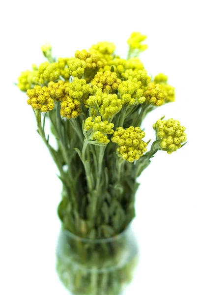 Beyaz arka plan üzerinde izole rengi bozulmayan çiçek (Helychrysum) — Stok fotoğraf