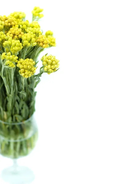 SMIL (Helychrysum) izolované na bílém pozadí — Stock fotografie