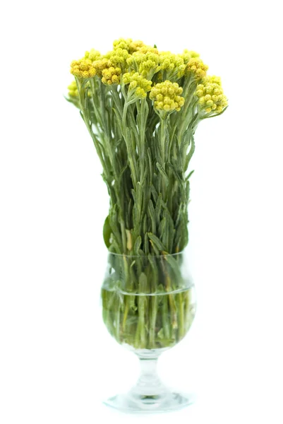 白色背景上分离的腊 (Helychrysum) — 图库照片