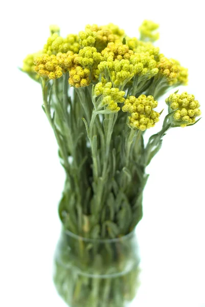 흰색 배경에 고립 된 드라이 (Helychrysum) — 스톡 사진