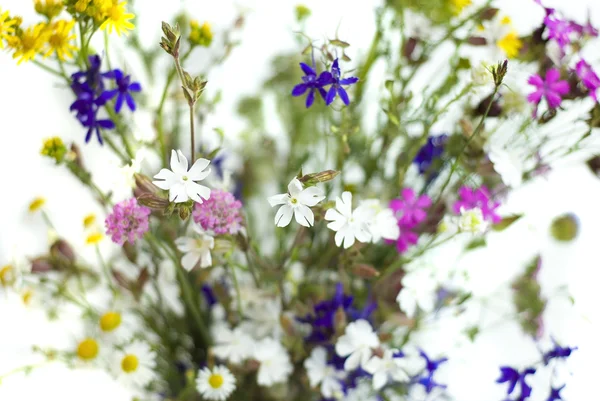 Boeket van wilde bloemen op een witte achtergrond — Stockfoto