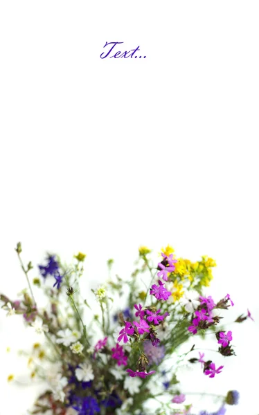 野生花卉在白色背景上的花束 — 图库照片