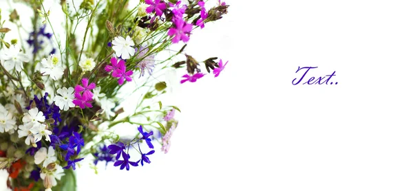 Kytice divokých květů na bílém pozadí — Stock fotografie
