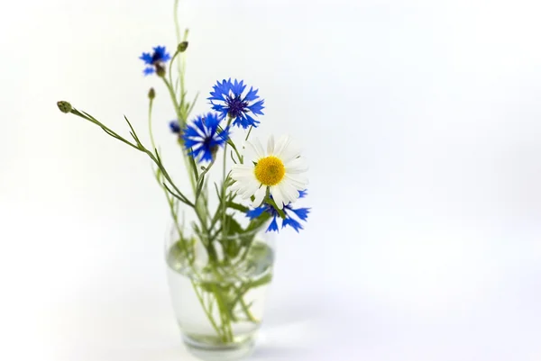 Ein Strauß Kornblumen und Gänseblümchen auf weißem Hintergrund — Stockfoto