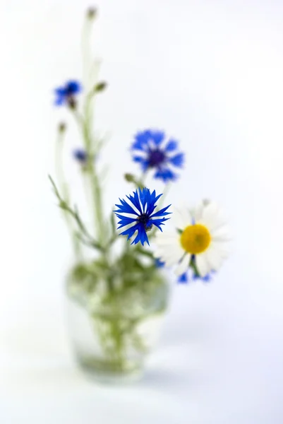 Ein Strauß Kornblumen und Gänseblümchen auf weißem Hintergrund — Stockfoto